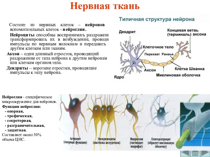 Нервная ткань Состоит из нервных клеток – нейронов и вспомогательных клеток - нейроглии.