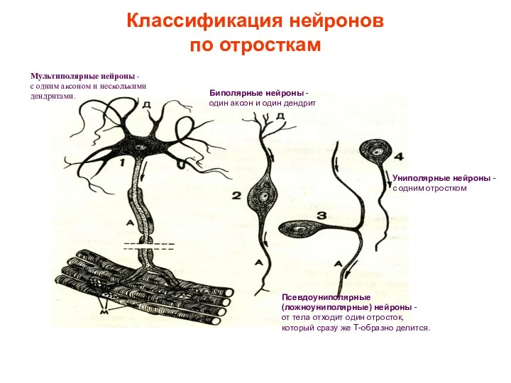 Классификация нейронов по отросткам Униполярные нейроны - с одним отростком Биполярные нейроны -