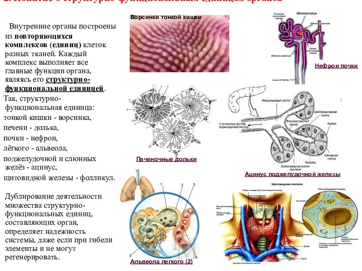 2. Понятие о структурно-функциональных единицах органов Внутренние органы построены из повторяющихся комплексов (единиц)