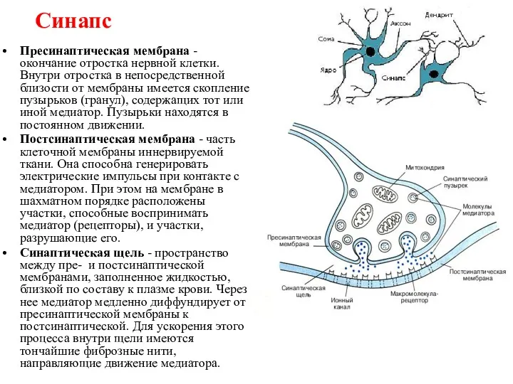 Синапс Пресинаптическая мембрана - окончание отростка нервной клетки. Внутри отростка в непосредственной близости