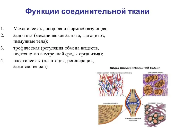 Функции соединительной ткани Механическая, опорная и формообразующая; защитная (механическая защита, фагоцитоз, иммунные тела);