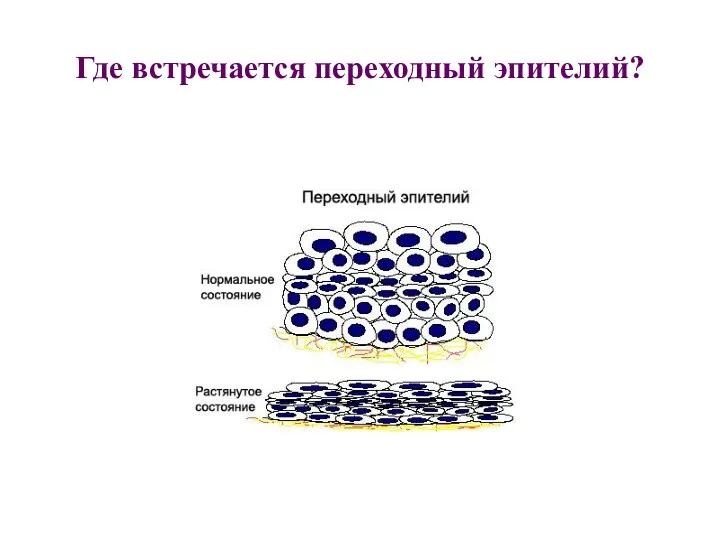 Где встречается переходный эпителий?