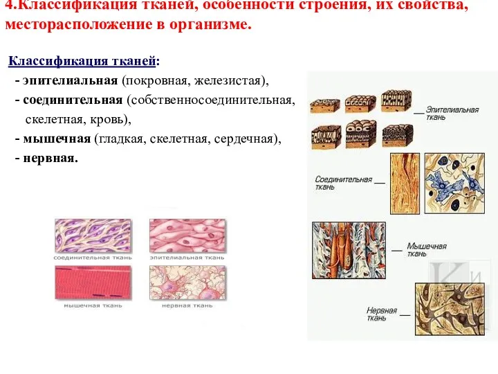 4.Классификация тканей, особенности строения, их свойства, месторасположение в организме. Классификация тканей: - эпителиальная