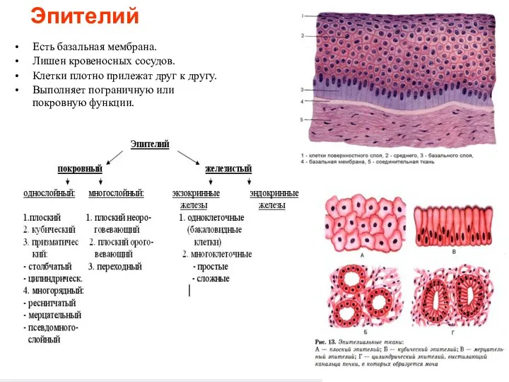 Эпителий Есть базальная мембрана. Лишен кровеносных сосудов. Клетки плотно прилежат друг к другу.