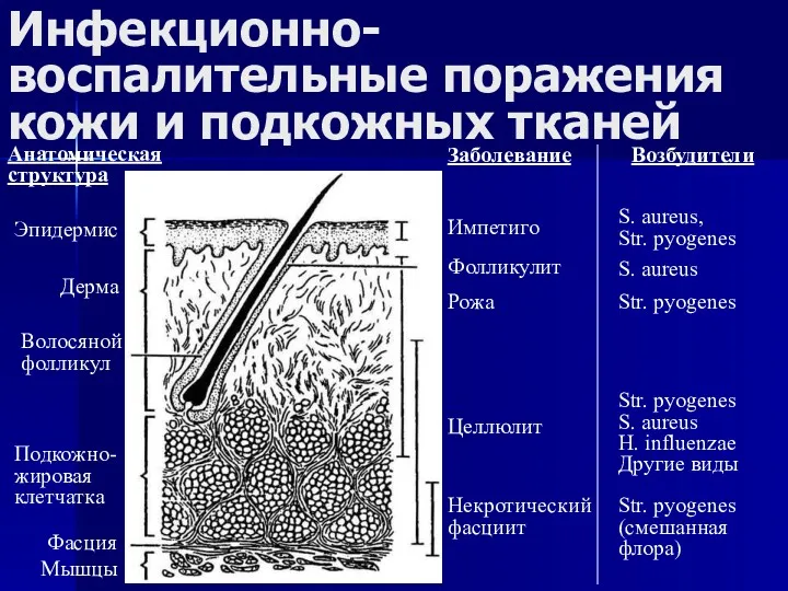 Инфекционно-воспалительные поражения кожи и подкожных тканей Анатомическая структура Эпидермис Дерма