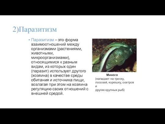 2)Паразитизм Паразитизм – это форма взаимоотношений между организмами (растениями, животными,