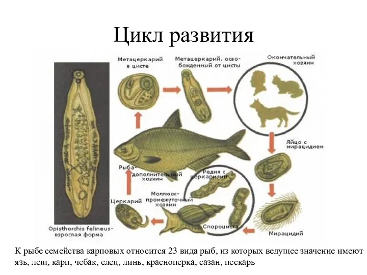 Цикл развития К рыбе семейства карповых относится 23 вида рыб,