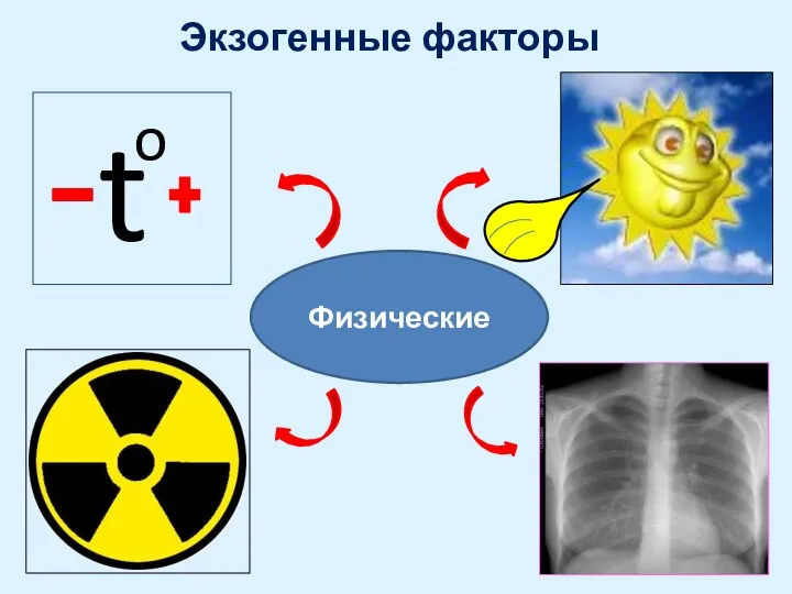 Экзогенные факторы Физические t o