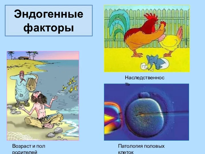 Эндогенные факторы Возраст и пол родителей Патология половых клеток Наследственность