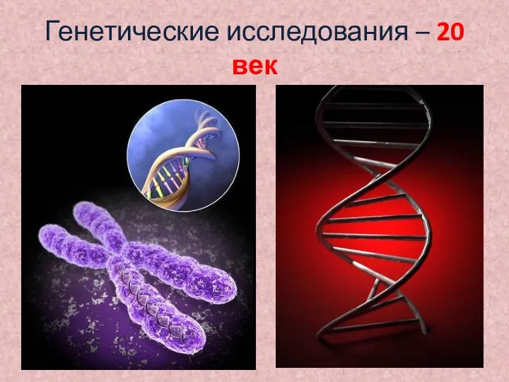 Генетические исследования – 20 век