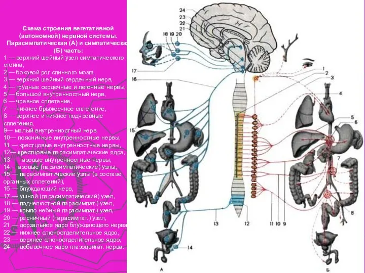 Схема строения вегетативной (автономной) нервной системы. Парасимпатическая (А) и симпатическая (Б) часть: 1