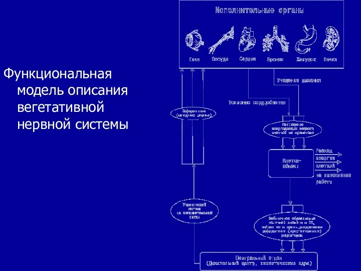 Функциональная модель описания вегетативной нервной системы