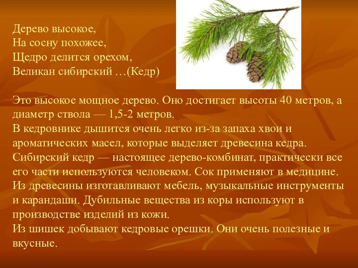 Дерево высокое, На сосну похожее, Щедро делится орехом, Великан сибирский …(Кедр) Это высокое