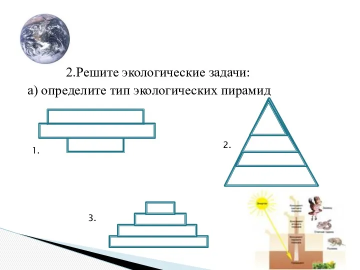 2.Решите экологические задачи: а) определите тип экологических пирамид 1. 2. 3.