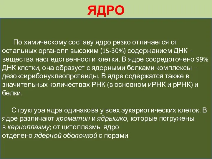 ЯДРО По химическому составу ядро резко отличается от остальных органелл