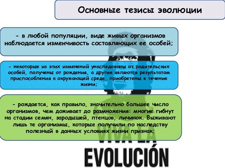 Основные тезисы эволюции - в любой популяции, виде живых организмов