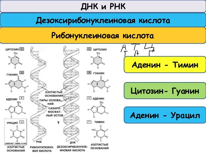 ДНК и РНК Дезоксирибонуклеиновая кислота Рибонуклеиновая кислота Аденин - Тимин Цитозин- Гуанин Аденин - Урацил