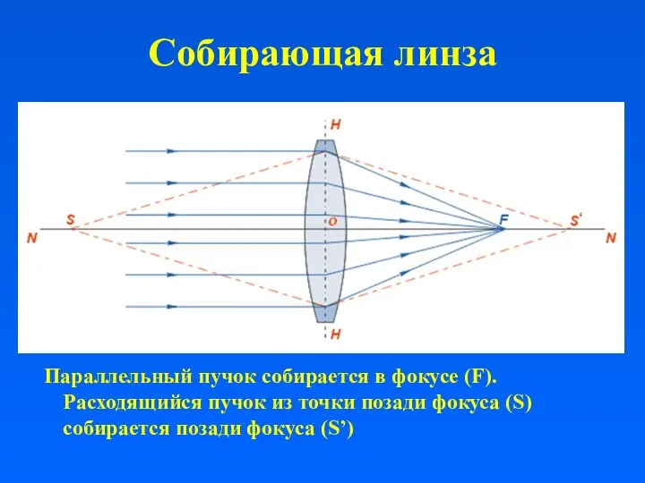 Собирающая линза Параллельный пучок собирается в фокусе (F). Расходящийся пучок