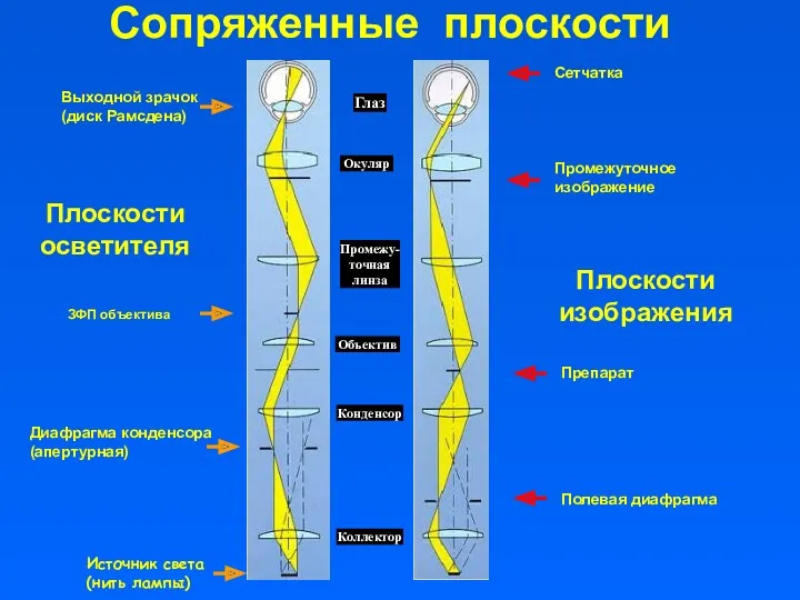 Окуляр Промежу-точная линза Объектив Конденсор Коллектор Глаз Плоскости изображения Полевая