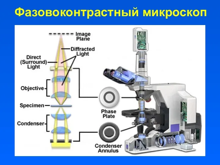 Фазовоконтрастный микроскоп