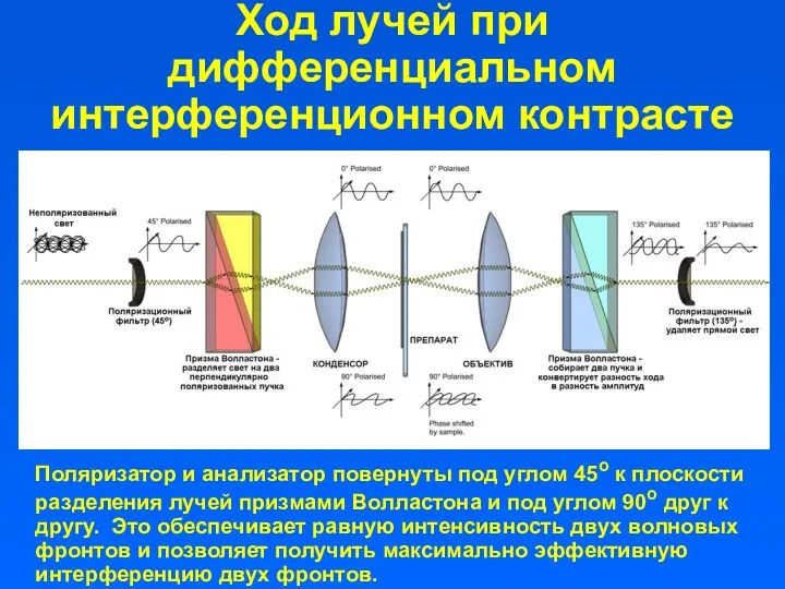 Ход лучей при дифференциальном интерференционном контрасте Поляризатор и анализатор повернуты