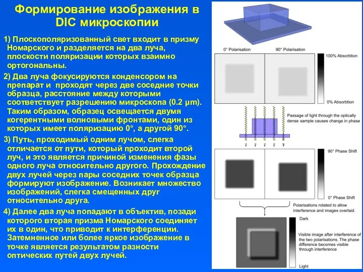 Формирование изображения в DIC микроскопии 1) Плоскополяризованный свет входит в