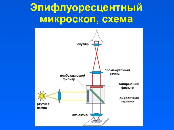 Эпифлуоресцентный микроскоп, схема