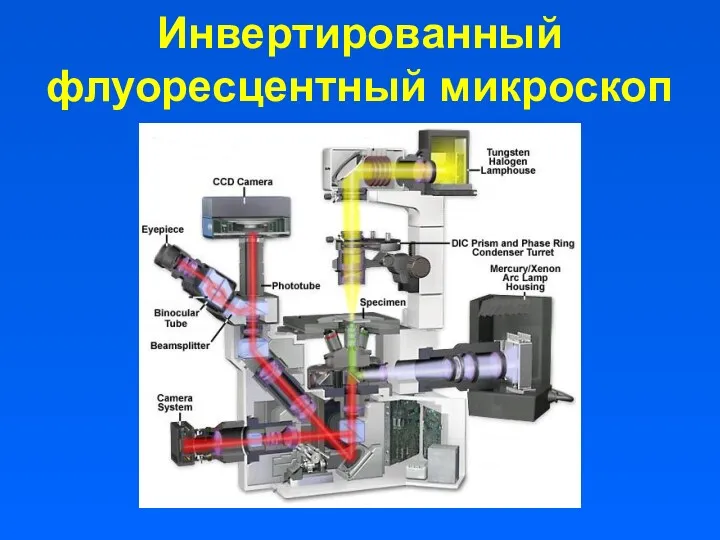 Инвертированный флуоресцентный микроскоп