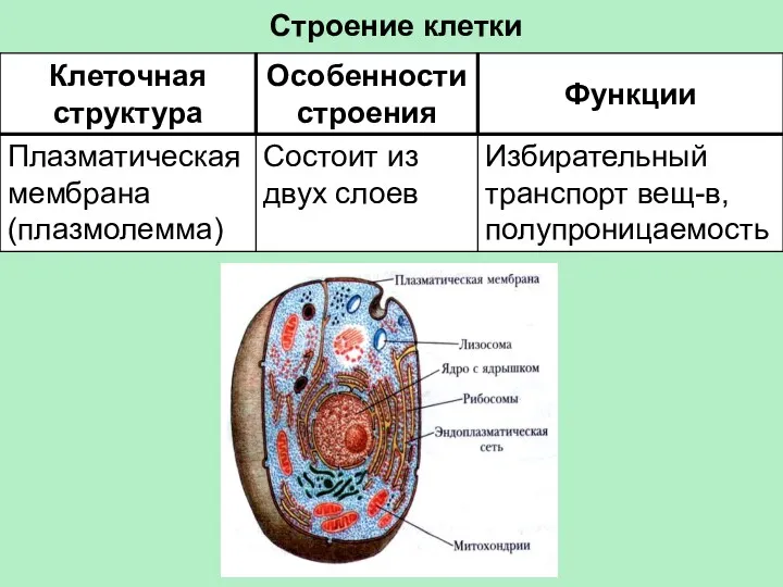 Строение клетки