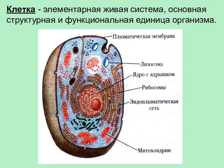 Клетка - элементарная живая система, основная структурная и функциональная единица организма.