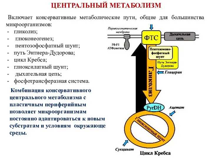 Включает консервативные метаболические пути, общие для большинства микроорганизмов: гликолиз; глюконеогенез;