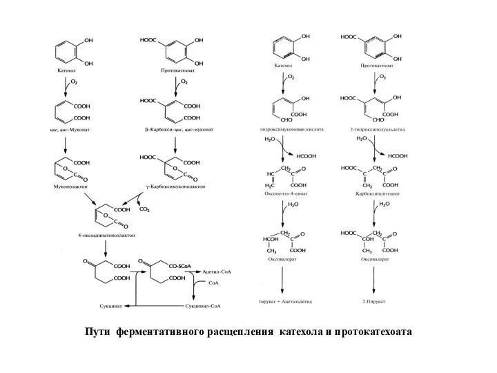 Пути ферментативного расщепления катехола и протокатехоата
