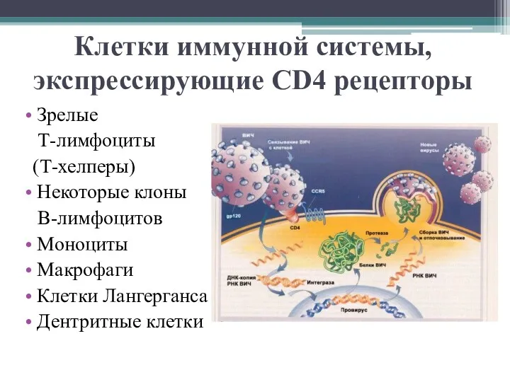 Клетки иммунной системы, экспрессирующие CD4 рецепторы Зрелые Т-лимфоциты (Т-хелперы) Некоторые