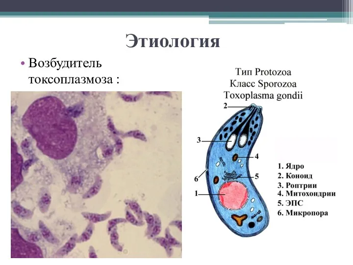 Этиология Возбудитель токсоплазмоза :