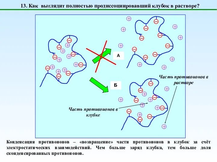 13. Как выглядит полностью продиссоциировавший клубок в растворе? Конденсация противоионов