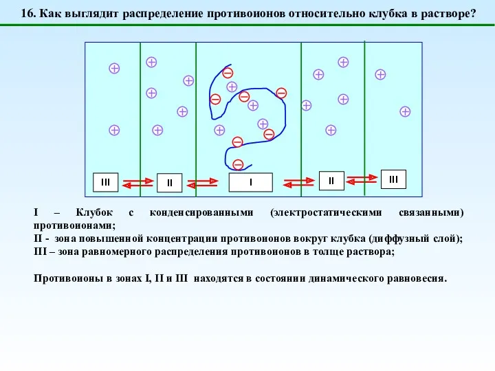 I – Клубок с конденсированными (электростатическими связанными) противоионами; II -