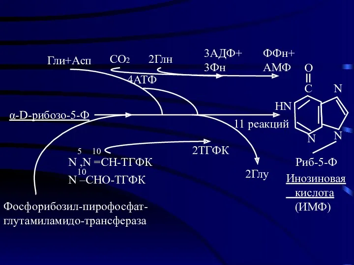 α-D-рибозо-5-Ф N N Риб-5-Ф N HN C O Гли+Асп СО2