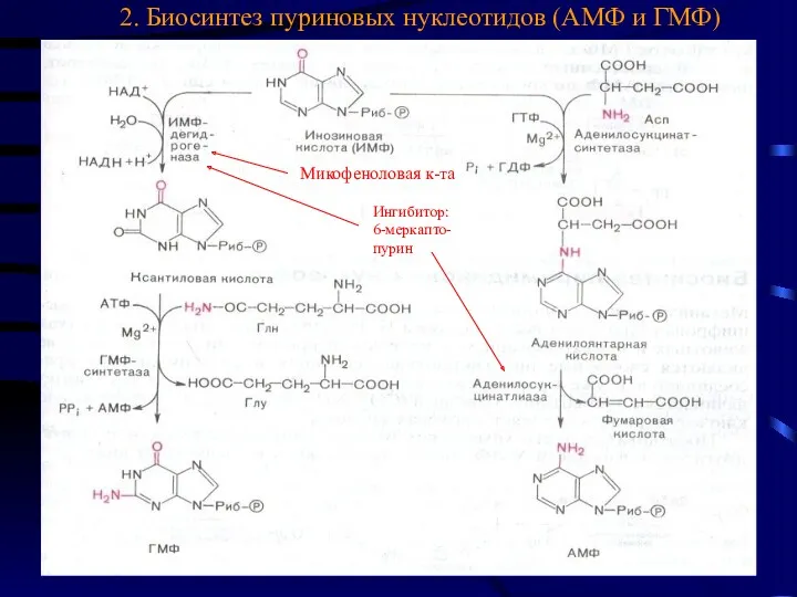 2. Биосинтез пуриновых нуклеотидов (АМФ и ГМФ) Микофеноловая к-та Ингибитор: 6-меркапто- пурин