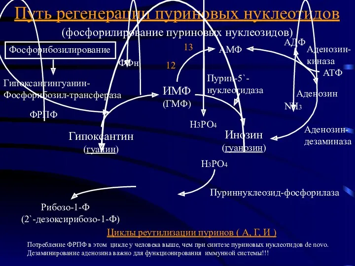 Циклы реутилизации пуринов ( А, Г, И ) Потребление ФРПФ