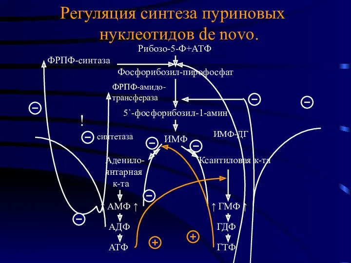 Регуляция синтеза пуриновых нуклеотидов de novo. Фосфорибозил-пирофосфат ИМФ 5`-фосфорибозил-1-амин Ксантиловая