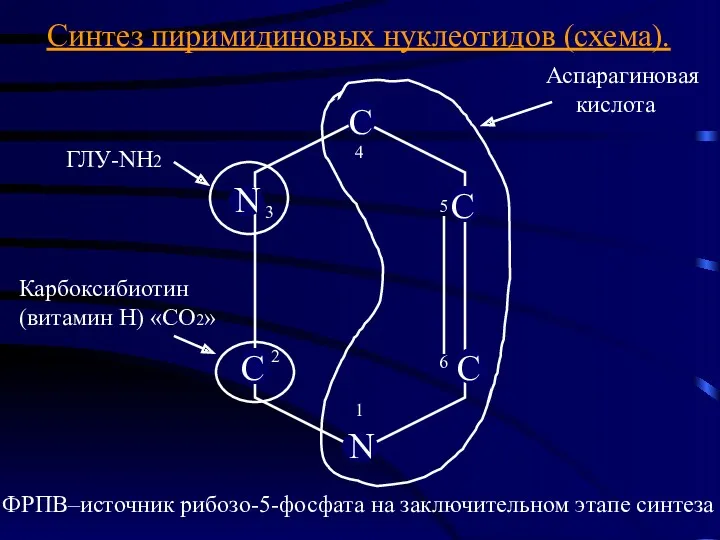 1 2 3 4 5 6 Синтез пиримидиновых нуклеотидов (схема).