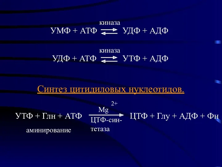 Синтез цитидиловых нуклеотидов. УТФ + Глн + АТФ ЦТФ +