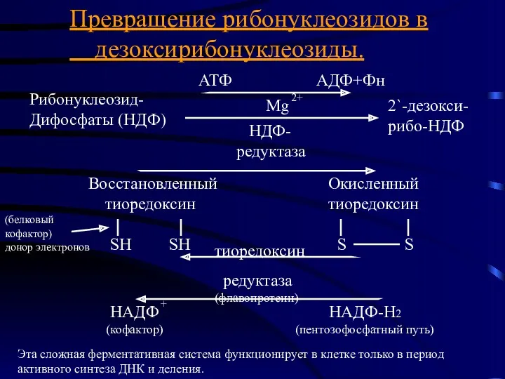 Превращение рибонуклеозидов в дезоксирибонуклеозиды. Рибонуклеозид- Дифосфаты (НДФ) АТФ АДФ+Фн Mg