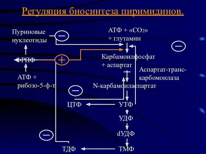 Регуляция биосинтеза пиримидинов. Пуриновые нуклеотиды АТФ + «СО2» + глутамин