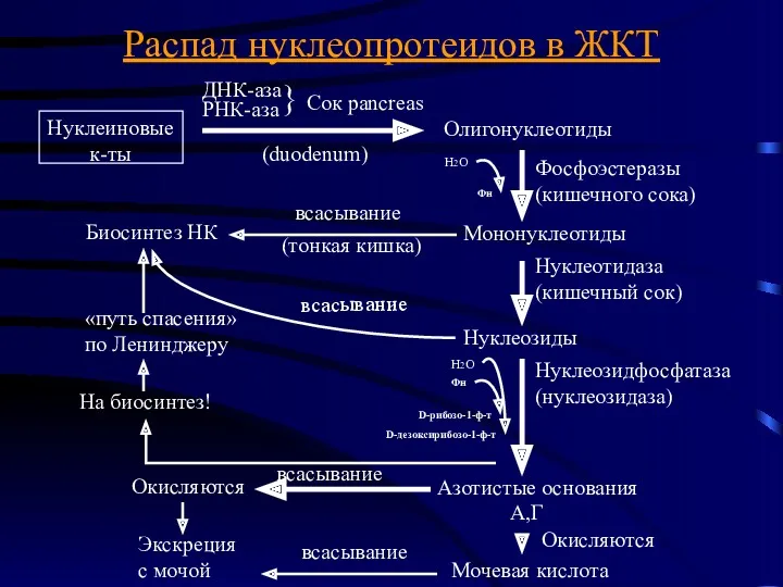 Распад нуклеопротеидов в ЖКТ Нуклеиновые к-ты ДНК-аза РНК-аза } Сок