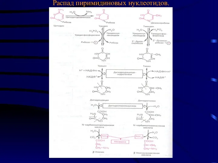Распад пиримидиновых нуклеотидов.