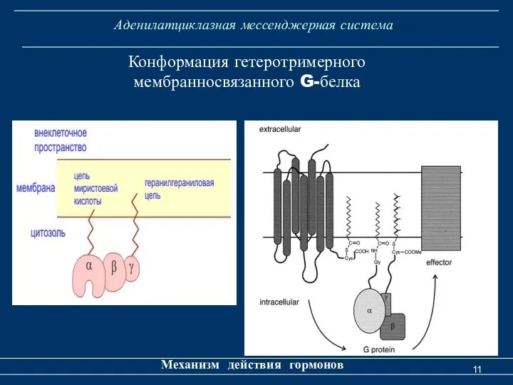 Аденилатциклазная мессенджерная система Механизм действия гормонов Конформация гетеротримерного мембранносвязанного G-белка