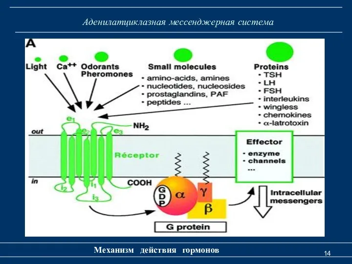 Аденилатциклазная мессенджерная система Механизм действия гормонов