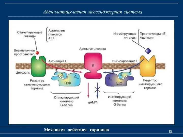 Аденилатциклазная мессенджерная система Механизм действия гормонов
