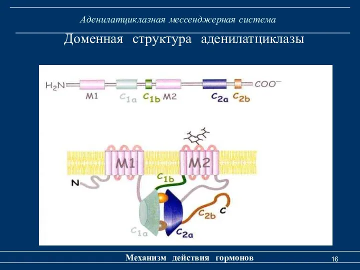 Аденилатциклазная мессенджерная система Механизм действия гормонов Доменная структура аденилатциклазы